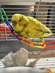 Found/Stray Male Bird last seen Crenshaw and Lomita, Ca, Torrance, CA 90503