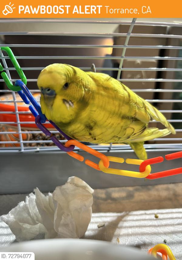 Found/Stray Male Bird last seen Crenshaw and Lomita, Ca, Torrance, CA 90503