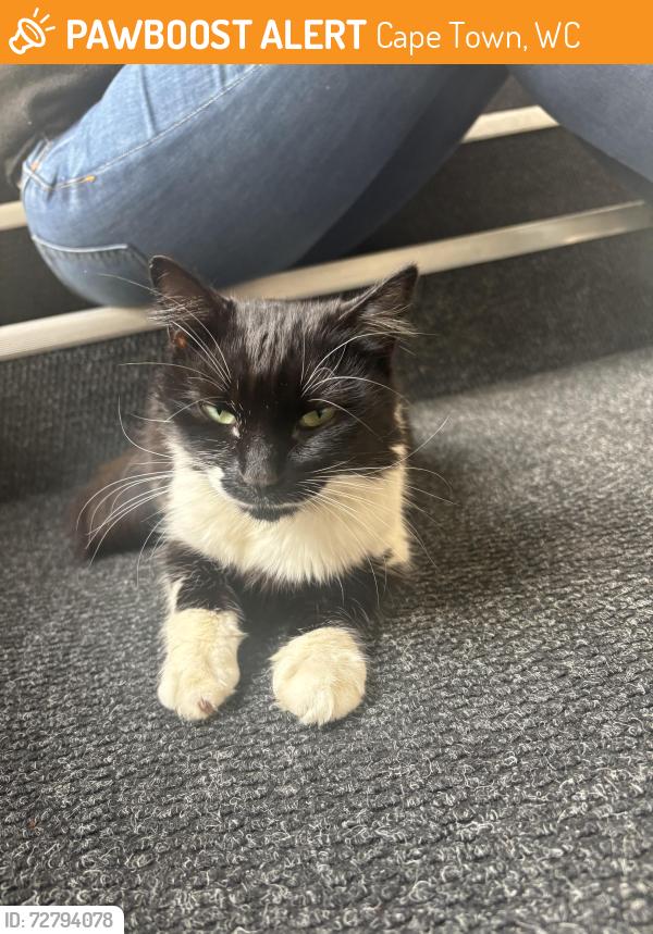 Found/Stray Female Cat last seen Waverly Business Park, Wyecroft rd, Mowbray, Cape Town, WC 
