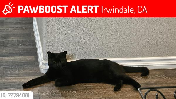 Lost Female Cat last seen Mountain, Irwindale, CA 91010