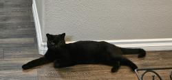 Lost Female Cat last seen Mountain, Irwindale, CA 91010