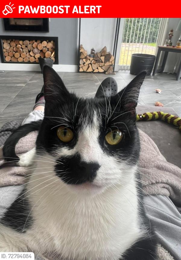Lost Male Cat last seen Number 1 the paddocks, Wainfleet All Saints, England PE24