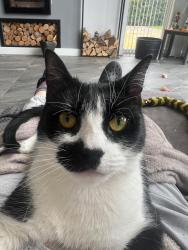 Lost Male Cat last seen Number 1 the paddocks , Wainfleet All Saints, England PE24