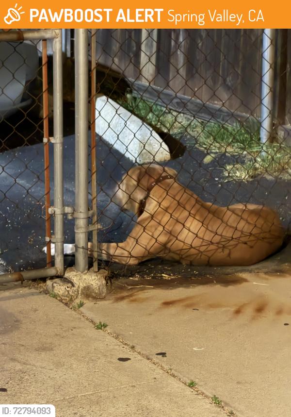 Found/Stray Unknown Dog last seen Jamacha ln , Spring Valley, CA 91977