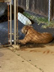 Found/Stray Unknown Dog last seen Jamacha ln , Spring Valley, CA 91977