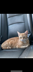 Lost Female Cat last seen Jurupa ave and Citrus Ave, Fontana Ca 92337, Fontana, CA 92337
