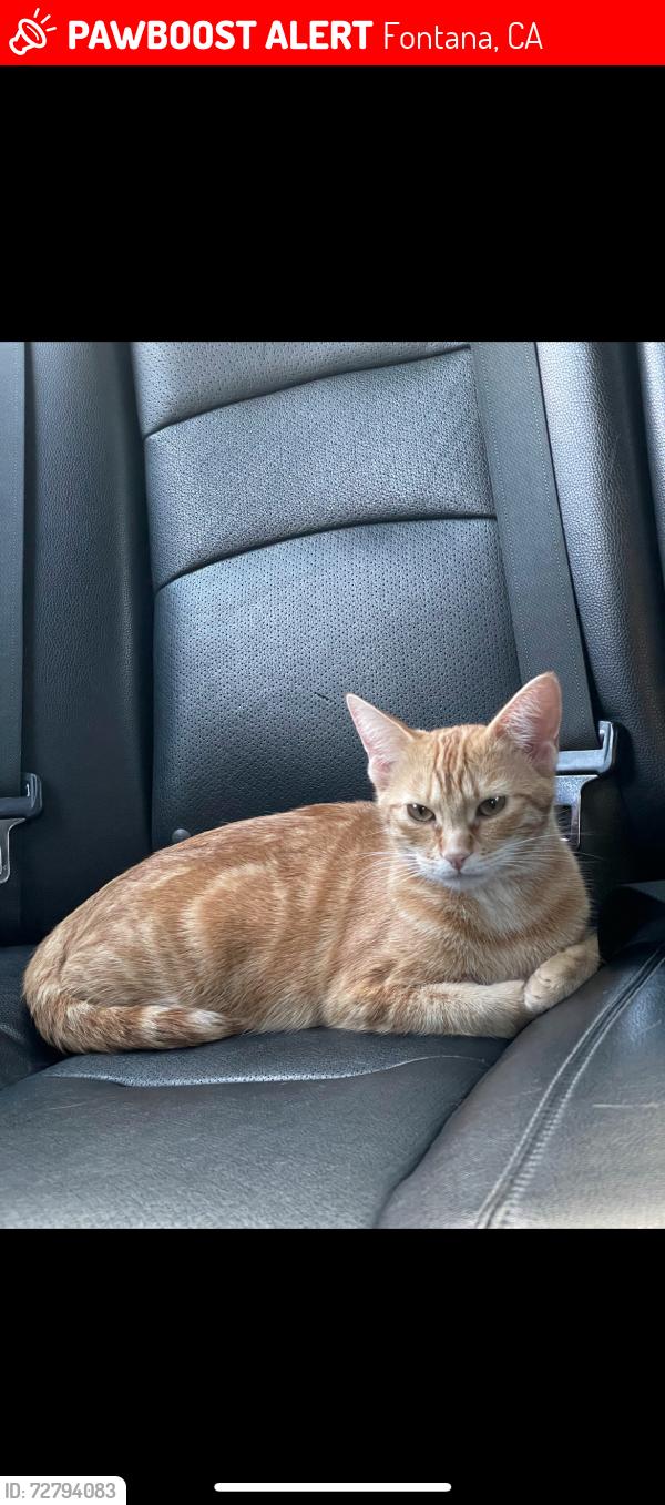Lost Female Cat last seen Jurupa ave and Citrus Ave, Fontana Ca 92337, Fontana, CA 92337