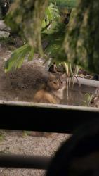 Found/Stray Unknown Cat last seen Armador ave nw and emerson, Palm Bay, FL 32907