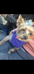 Lost Female Dog last seen Osborne & Bergen street, Newark, NJ 07112