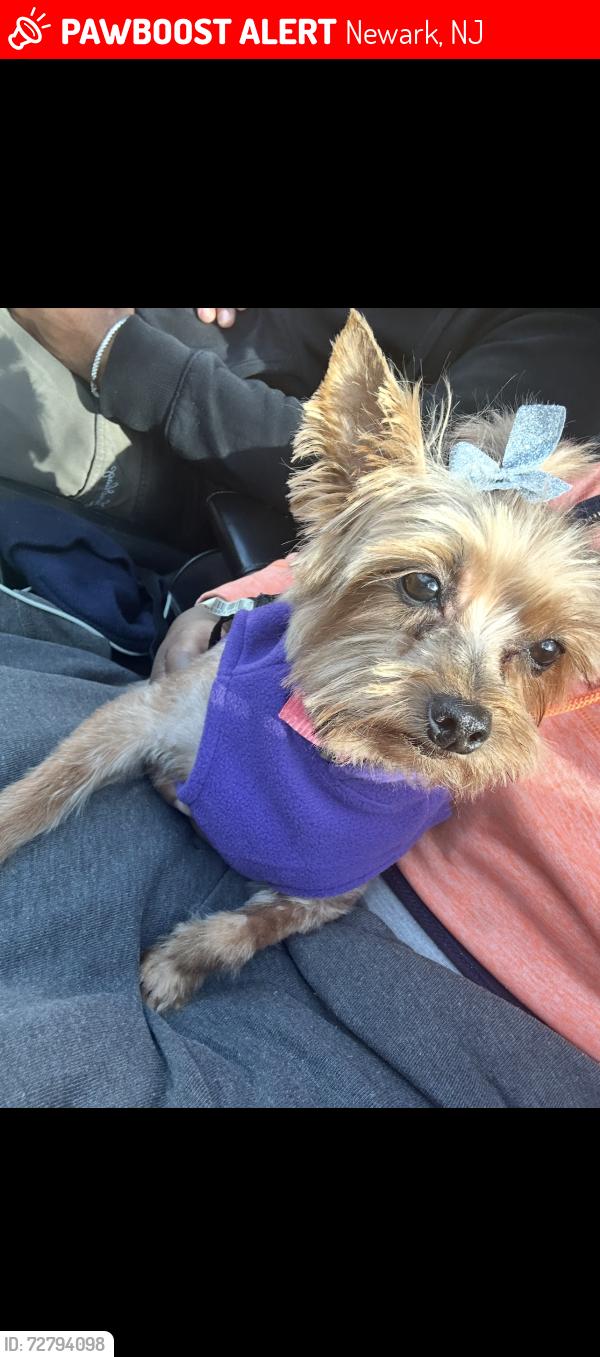 Lost Female Dog last seen Osborne & Bergen street, Newark, NJ 07112