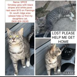 Lost Female Cat last seen Citrus Ave and Jurupa Ave Fontana ca 92337, Fontana, CA 92337