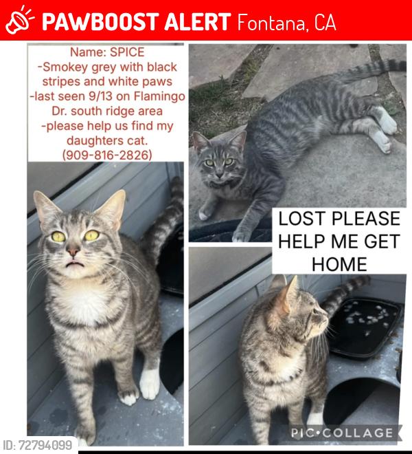Lost Female Cat last seen Citrus Ave and Jurupa Ave Fontana ca 92337, Fontana, CA 92337