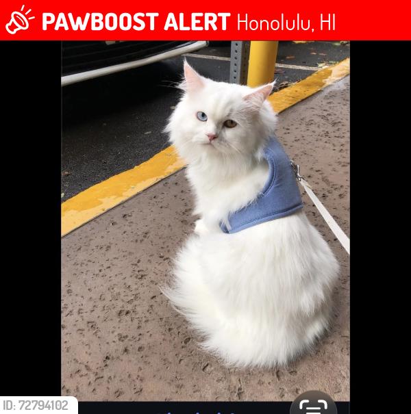Lost Male Cat last seen Ekaha ave, Honolulu, HI 96816