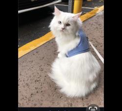 Lost Male Cat last seen Ekaha ave, Honolulu, HI 96816