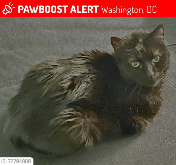 Lost Female Cat last seen Last seen on 7th St. NE by Crittenden, Washington, DC 20017