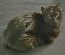 Lost Female Cat last seen Last seen on 7th St. NE by Crittenden, Washington, DC 20017