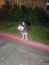 Found/Stray Unknown Dog last seen a la Chappelle apmts , Holladay, UT 84117