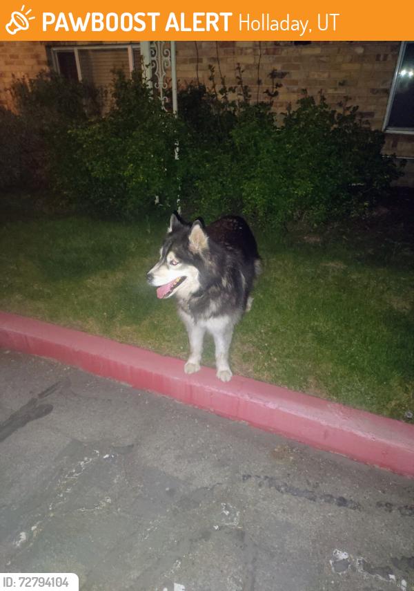 Found/Stray Unknown Dog last seen a la Chappelle apmts, Holladay, UT 84117