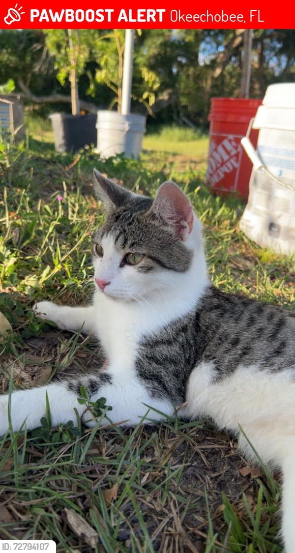 Lost Male Cat last seen  , Okeechobee, FL 34974