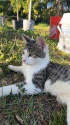 Lost Male Cat last seen  , Okeechobee, FL 34974