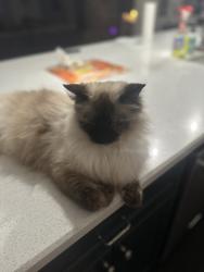Lost Female Cat last seen Near Eagles Crest Pittsboro NC United States, Chatham County, NC 27516