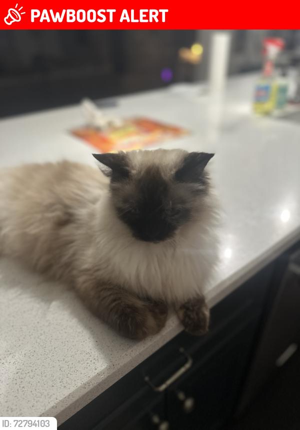 Lost Female Cat last seen Near Eagles Crest Pittsboro NC United States, Chatham County, NC 27516