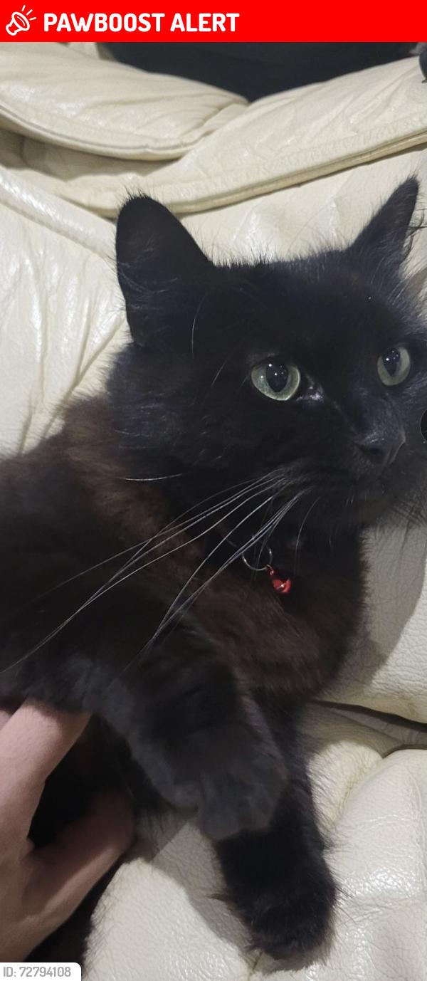 Lost Male Cat last seen Shackleton road and Carlyle Avenue, Greater London, England UB1 2NR