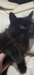Lost Male Cat last seen Shackleton road and Carlyle Avenue , Greater London, England UB1 2NR