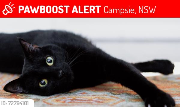 Lost Male Cat last seen Marlowe, Campsie, NSW 2194