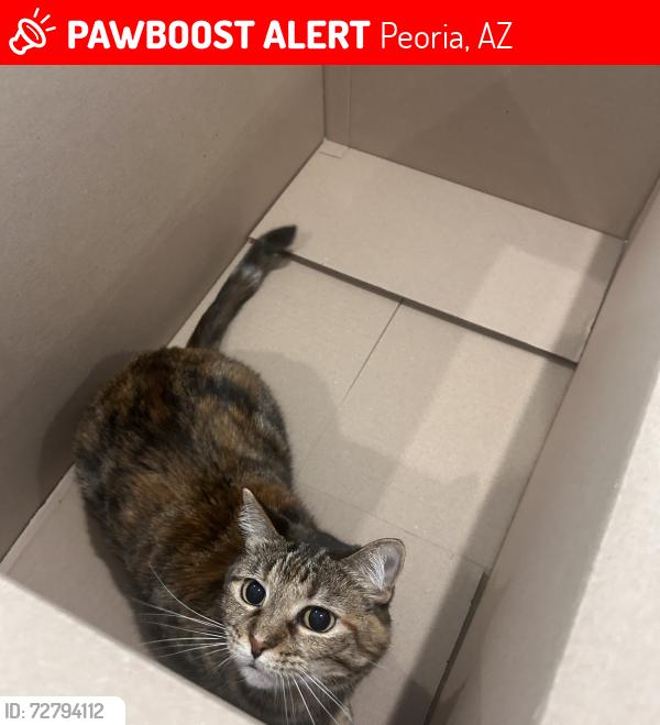 Lost Female Cat last seen Near W Whitney Dr, Peoria, AZ 85345, Peoria, AZ 85345