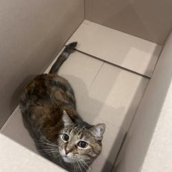 Lost Female Cat last seen Near W Whitney Dr, Peoria, AZ 85345, Peoria, AZ 85345