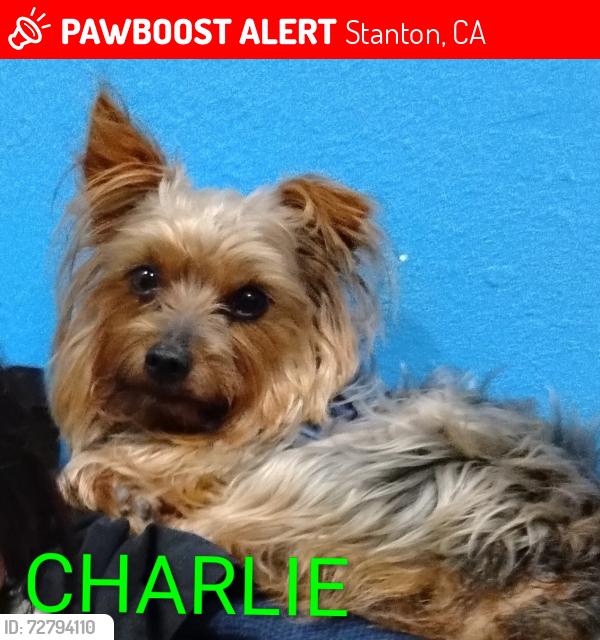 Lost Male Dog last seen Katella and Western Ave, Stanton, CA 90680, Stanton, CA 90680