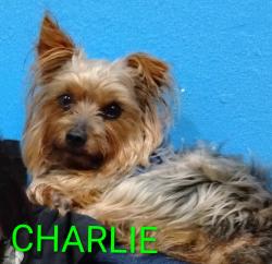 Lost Male Dog last seen Katella and Western Ave, Stanton, CA 90680, Stanton, CA 90680