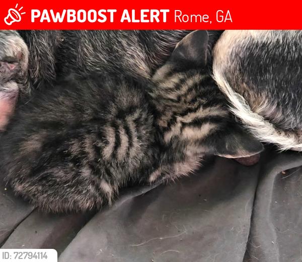 Lost Unknown Cat last seen Coosa highschool , Rome, GA 30165
