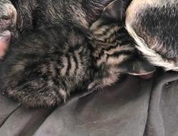 Lost Unknown Cat last seen Coosa highschool , Rome, GA 30165
