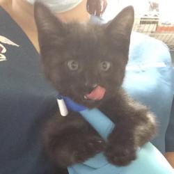 Shelter Stray Male Cat last seen Near BLOCK MASSACHUSETTS AVE, RIVERSIDE CA 92507, Jurupa Valley, CA 92509
