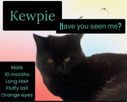 Lost Male Cat last seen Geneva & Derby, San Diego, CA 92114