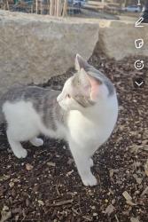 Lost Female Cat last seen Corydon Avenue , Winnipeg, MB 