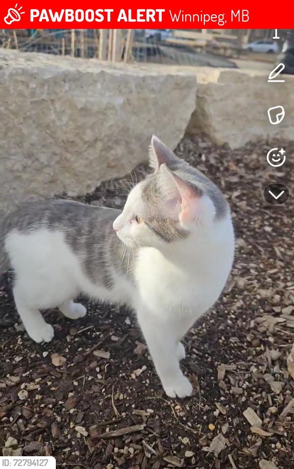 Lost Female Cat last seen Corydon Avenue , Winnipeg, MB 