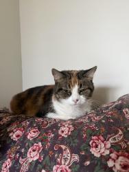 Lost Female Cat last seen Fulton ave, Sacramento, CA 95825