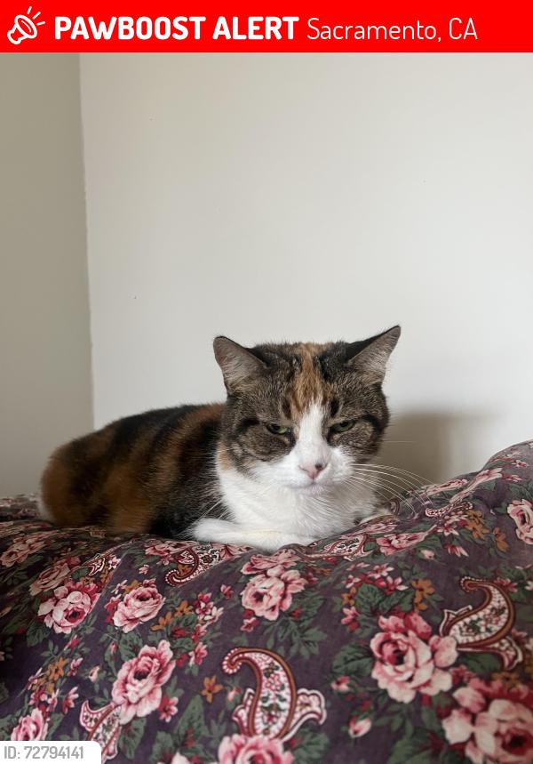 Lost Female Cat last seen Fulton ave, Sacramento, CA 95825