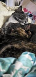 Lost Female Cat last seen 7th St. between Bancroft and Adison, Berkeley, CA 94710