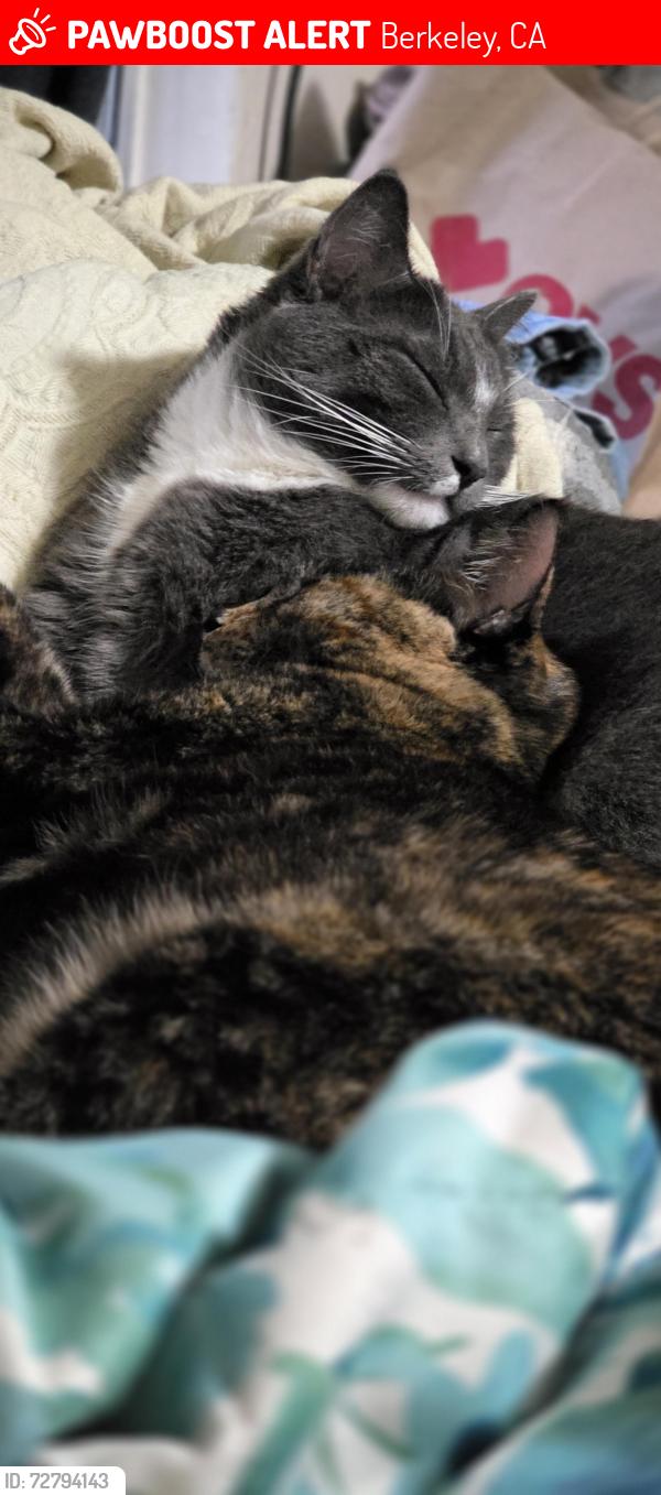 Lost Female Cat last seen 7th St. between Bancroft and Adison, Berkeley, CA 94710