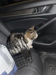 Found/Stray Unknown Cat last seen Es street, London, ON N6G