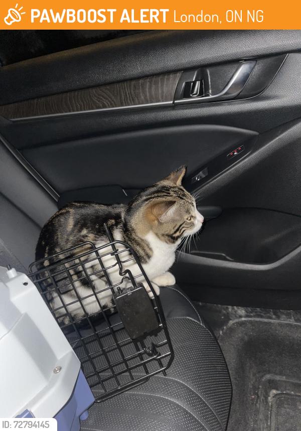Found/Stray Unknown Cat last seen Es street, London, ON N6G