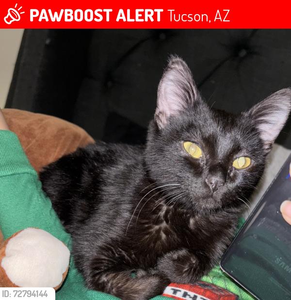 Lost Male Cat last seen Clark Ave/ Veterans St, Tucson, AZ 85713