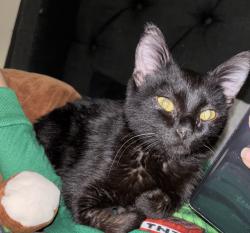 Lost Male Cat last seen Clark Ave/ Veterans St, Tucson, AZ 85713