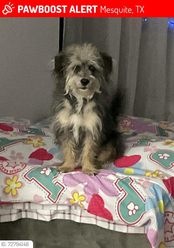 Lost Male Dog last seen Cardinal , Mesquite, TX 75149
