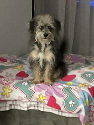 Lost Male Dog last seen Cardinal , Mesquite, TX 75149