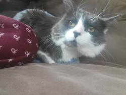 Lost Male Cat last seen Kirkland , Kirkland, WA 98034